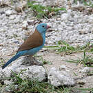 Cordonbleu cyanocéphale