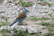 Cordonbleu cyanocéphale