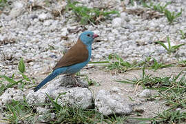 Blue-capped Cordon-bleu