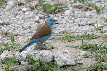 Cordonbleu cyanocéphale