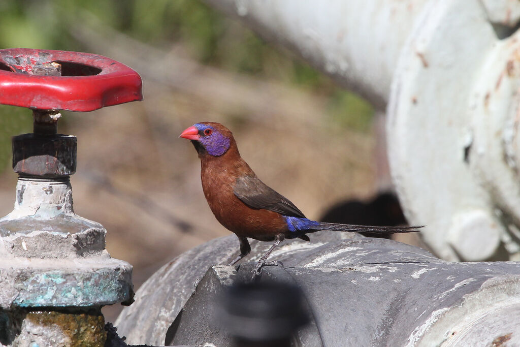 Violet-eared Waxbill male adult