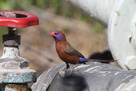 Violet-eared Waxbill