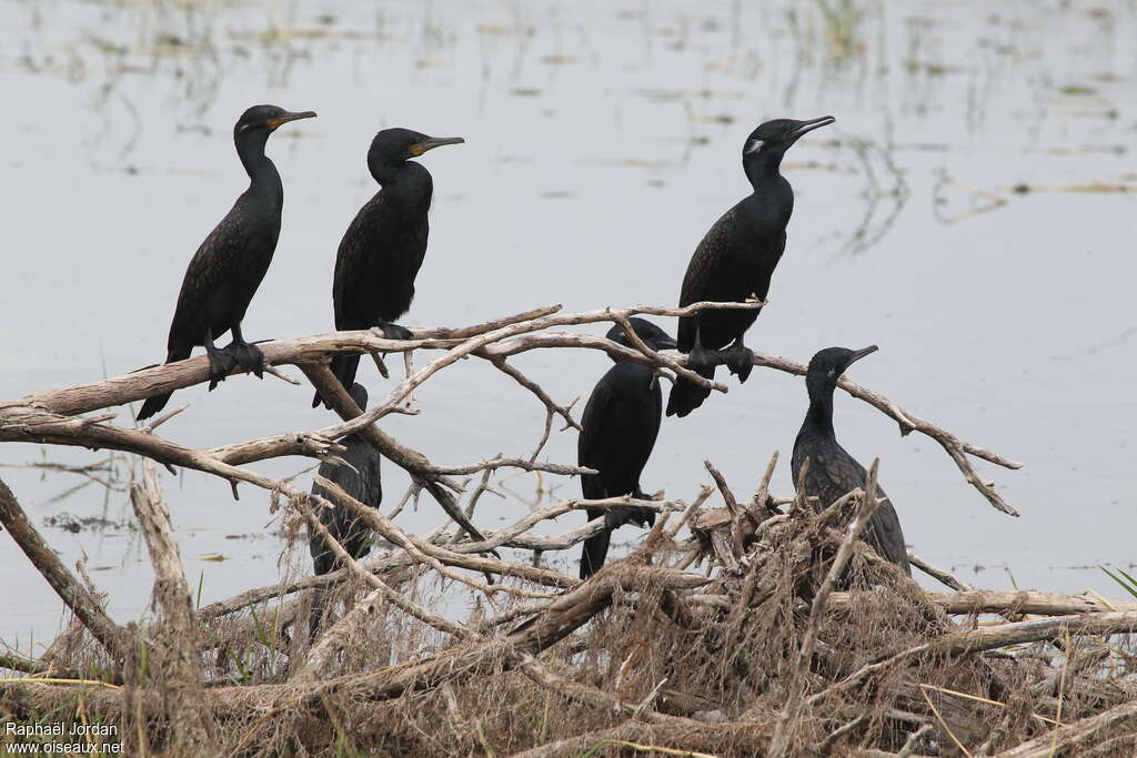 Cormoran à cou brunadulte nuptial, habitat, pigmentation