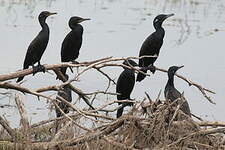 Cormoran à cou brun