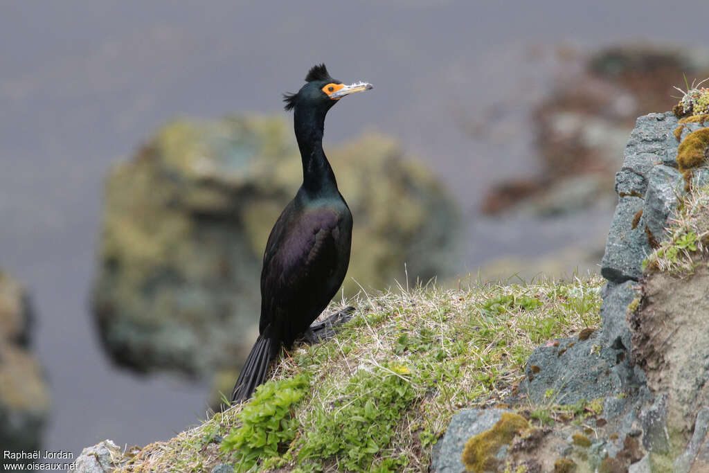 Red-faced Cormorantadult breeding