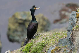 Red-faced Cormorant