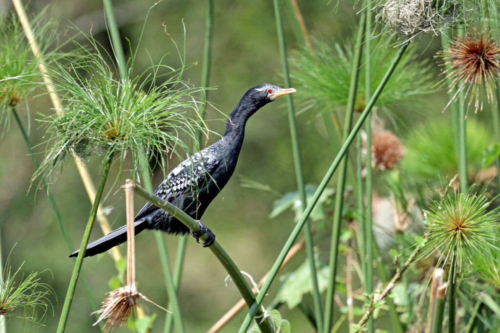 Reed Cormorantadult breeding