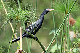 Reed Cormorant