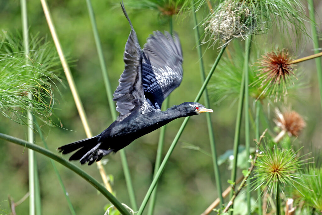 Reed Cormorantadult breeding