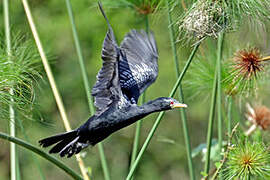 Reed Cormorant