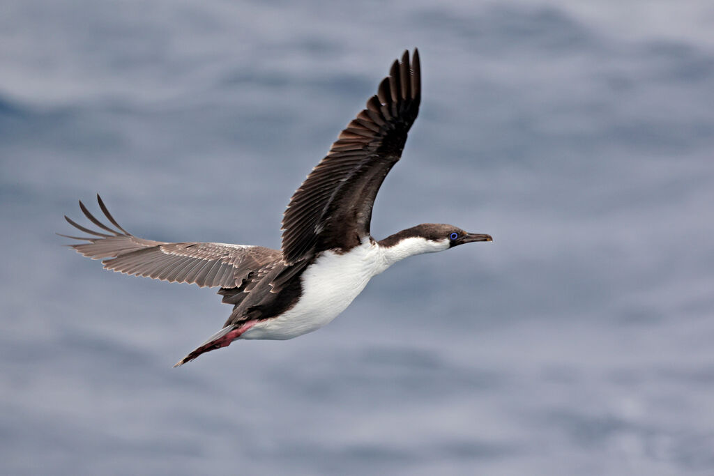 Antarctic Shagimmature