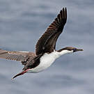 Cormoran antarctique
