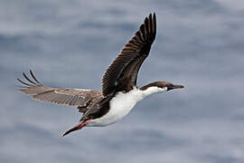 Cormoran antarctique