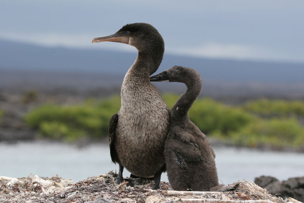 Cormoran aptère