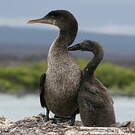 Cormoran aptère