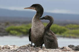 Flightless Cormorant