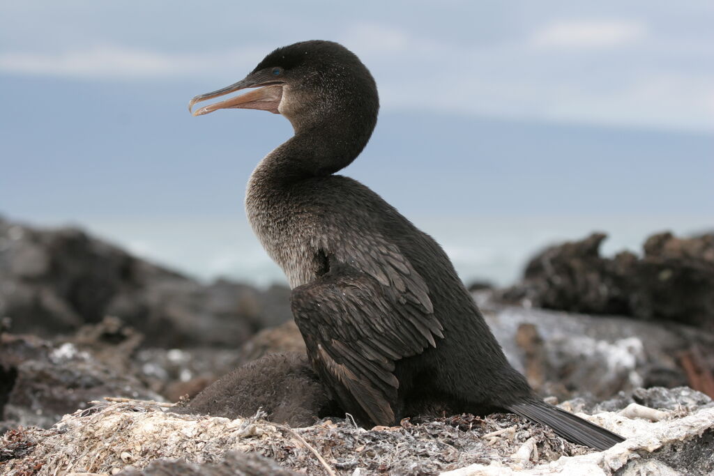 Flightless Cormorant