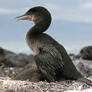 Cormoran aptère