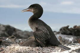 Flightless Cormorant