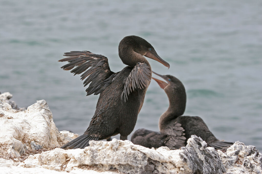 Cormoran aptère