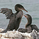 Cormoran aptère