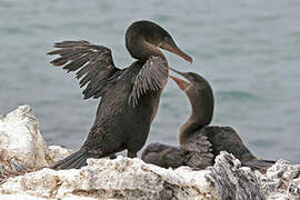 Flightless Cormorant