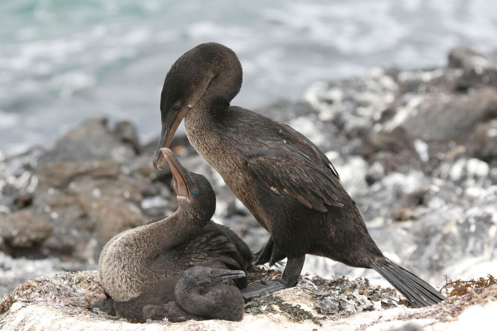 Flightless Cormorant