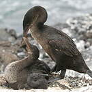 Cormoran aptère