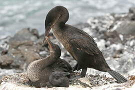 Flightless Cormorant