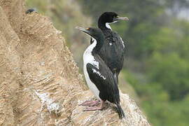 Cormoran caronculé