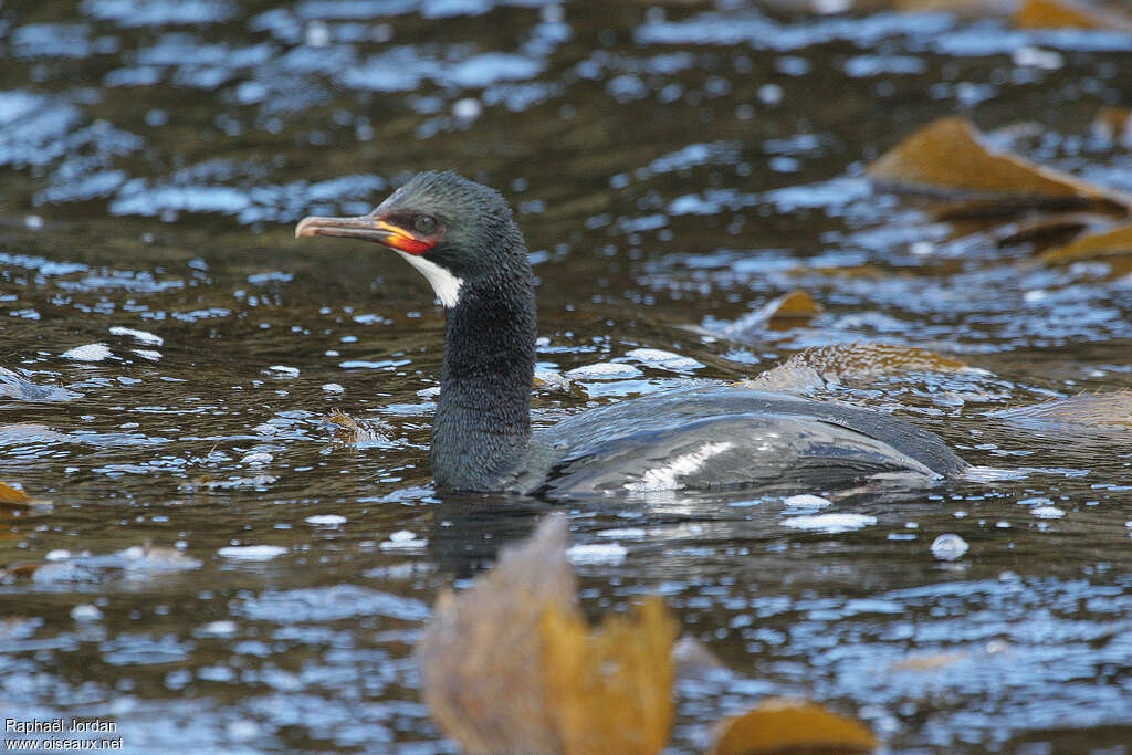 Cormoran de Campbelladulte