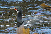 Cormoran de Campbell