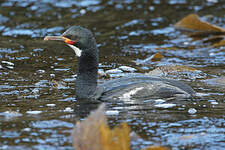 Cormoran de Campbell