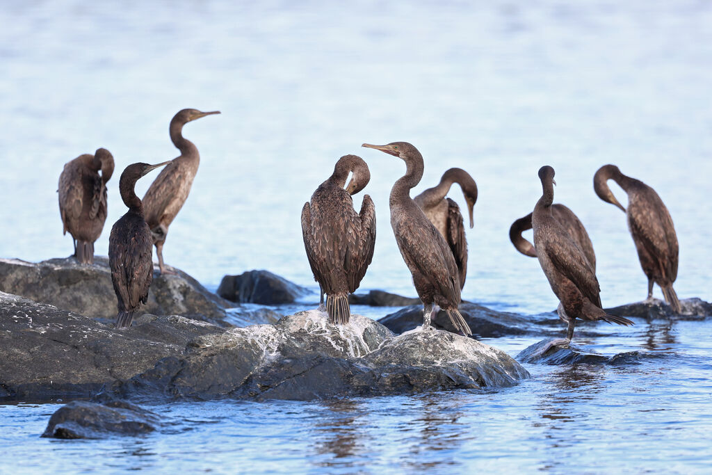 Cormoran de Socotra