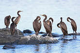 Cormoran de Socotra