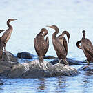 Cormoran de Socotra