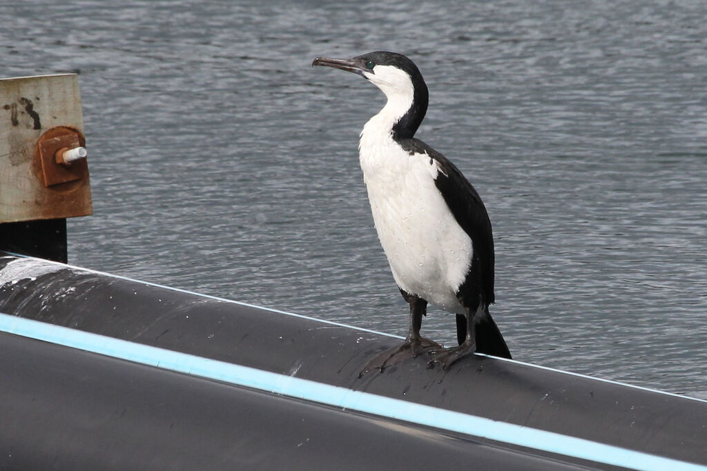 Cormoran de Tasmanieadulte