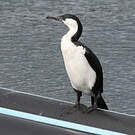 Cormoran de Tasmanie