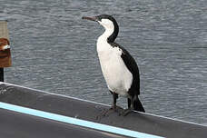 Cormoran de Tasmanie