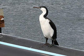 Black-faced Cormorant