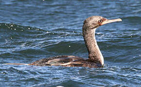 Auckland Shag