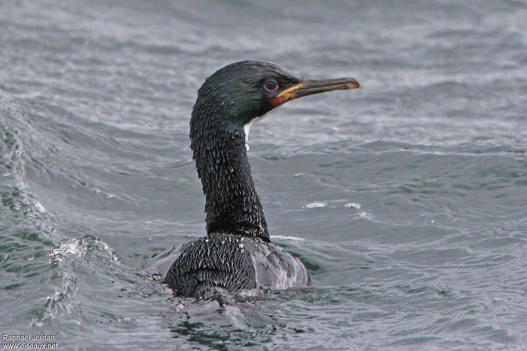 Auckland Shagadult, identification