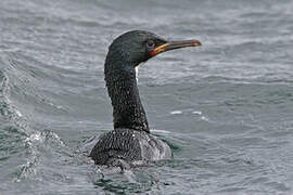 Cormoran des Auckland