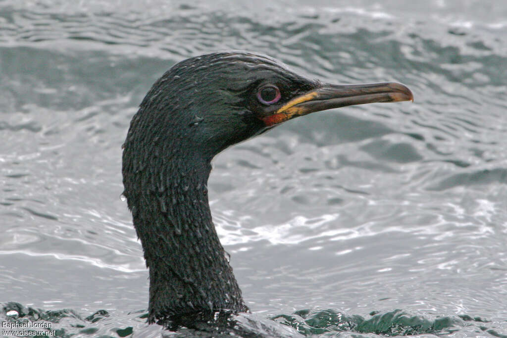 Cormoran des Aucklandadulte, portrait