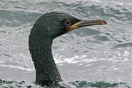 Auckland Shag