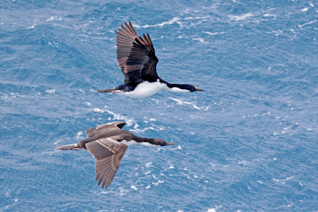 Cormoran géorgien