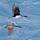 Cormoran géorgien