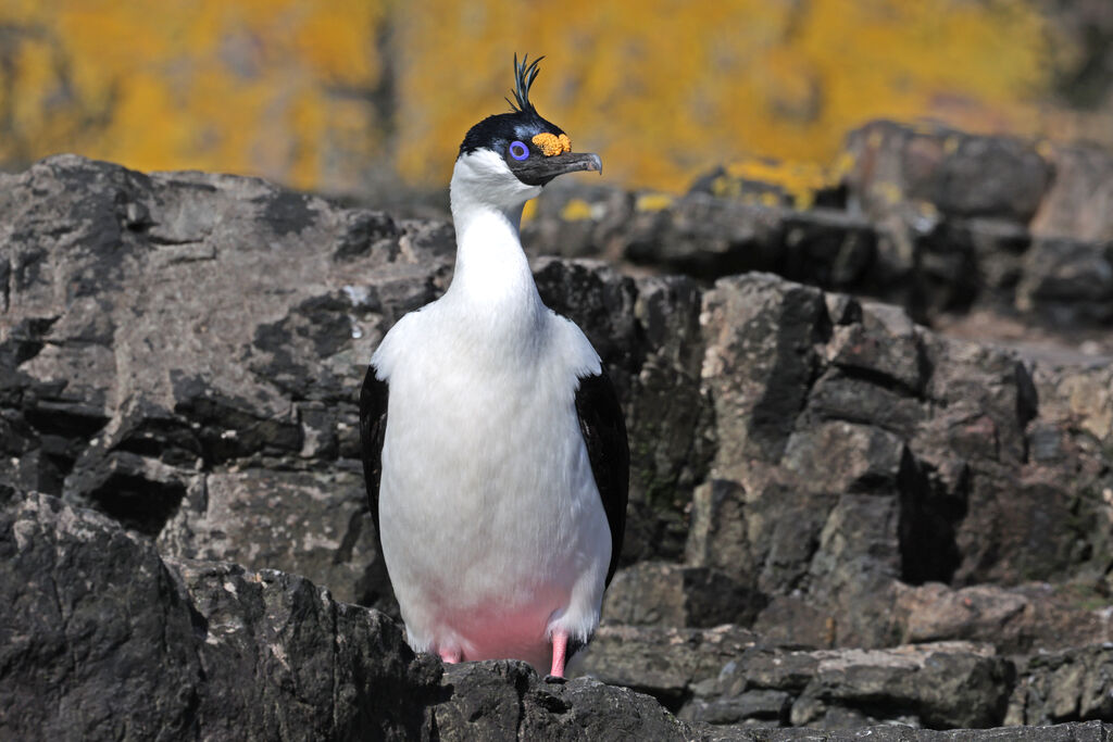 South Georgia Shagadult breeding