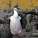 Cormoran géorgien
