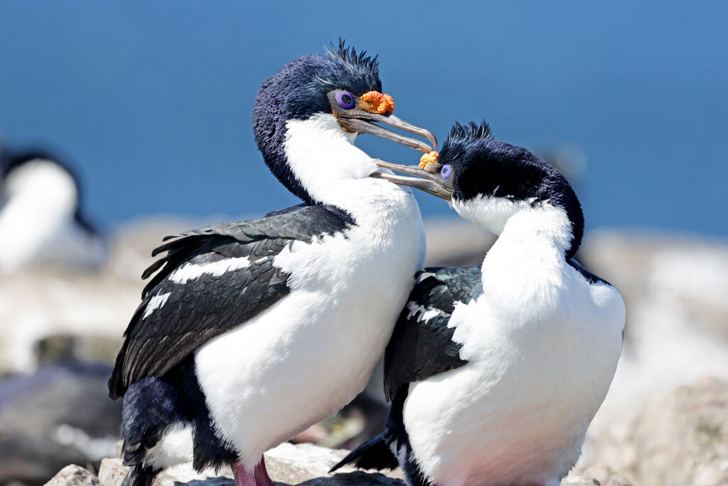 Cormoran géorgienadulte nuptial